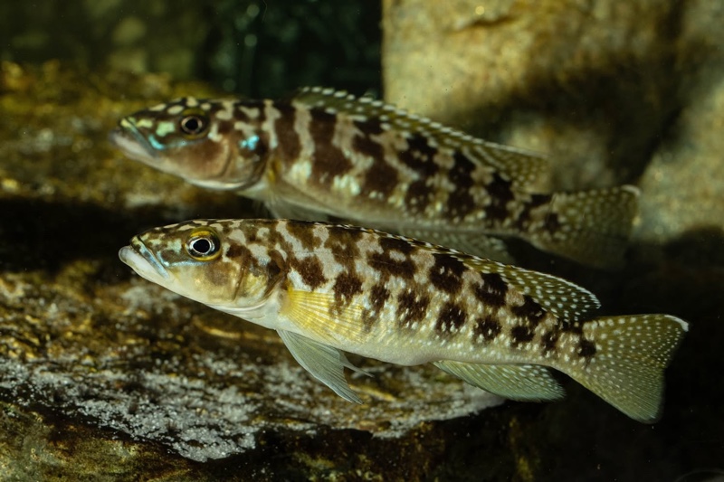 Lepidiolamprologus kamambae 'Kerenge Island'
